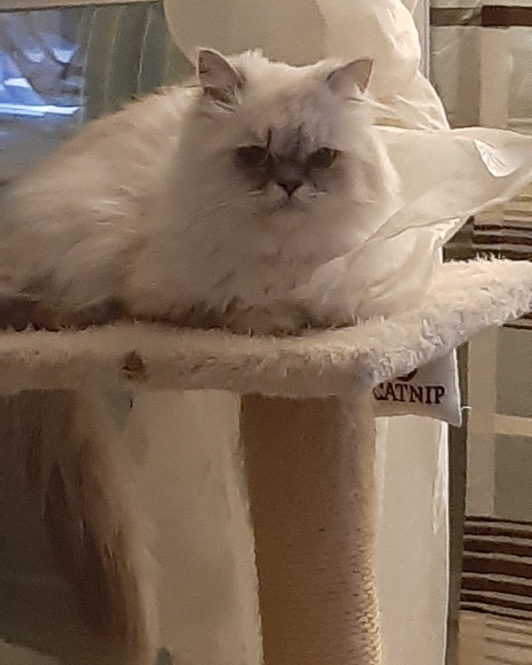 Missing Cat - Montélimar