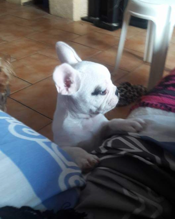 Missing Cat - La Ferté-Chevresis