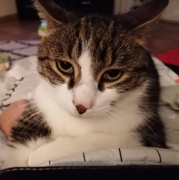 Missing Cat - Pernes