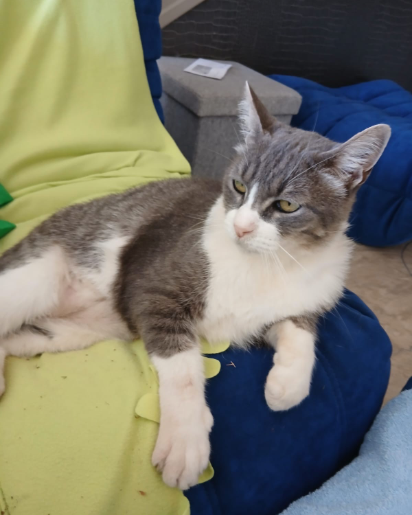 Found Cat - Villefranche-sur-Mer