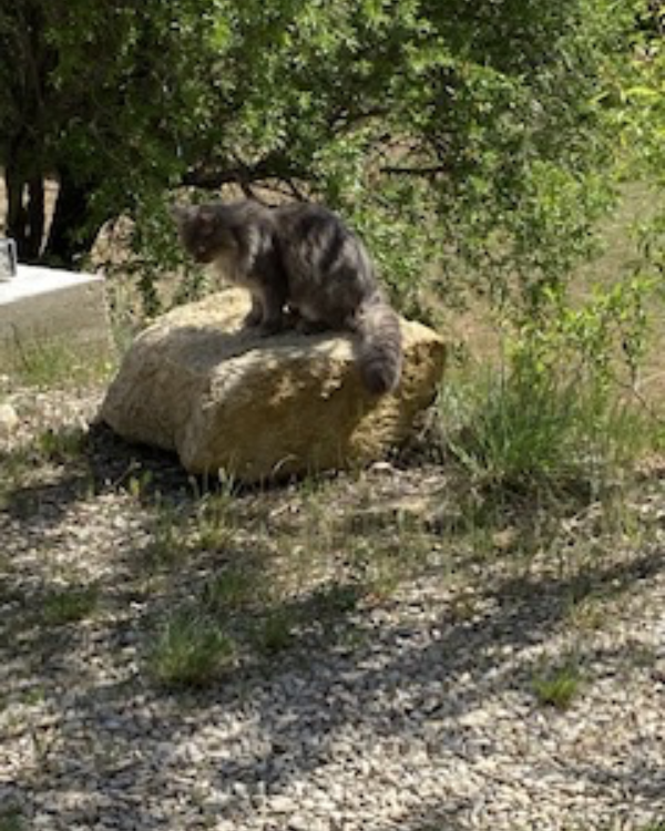 Missing Cat - Puyvert