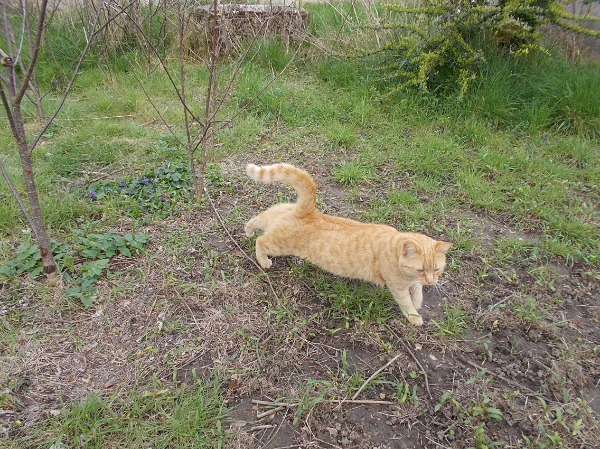 Missing Cat - Fréteval