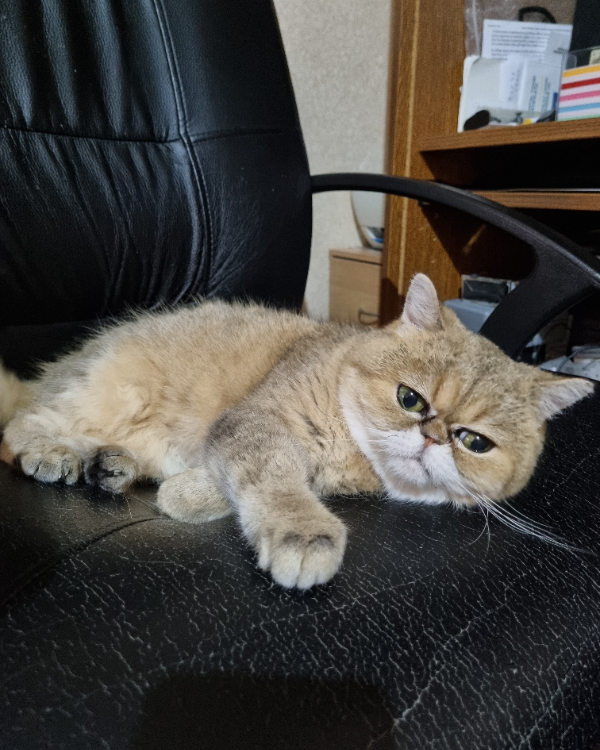 Missing Cat - Val-du-Layon