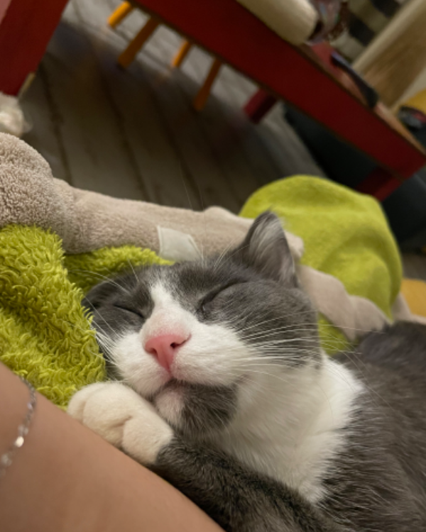 Missing Cat - Saint-Martin-du-Bois