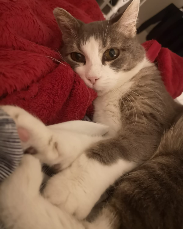 Missing Cat - Sallanches