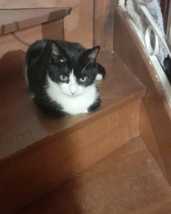 Missing Cat - Rethel