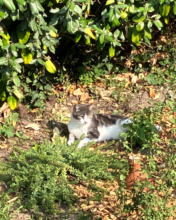 Found Cat - Coutances