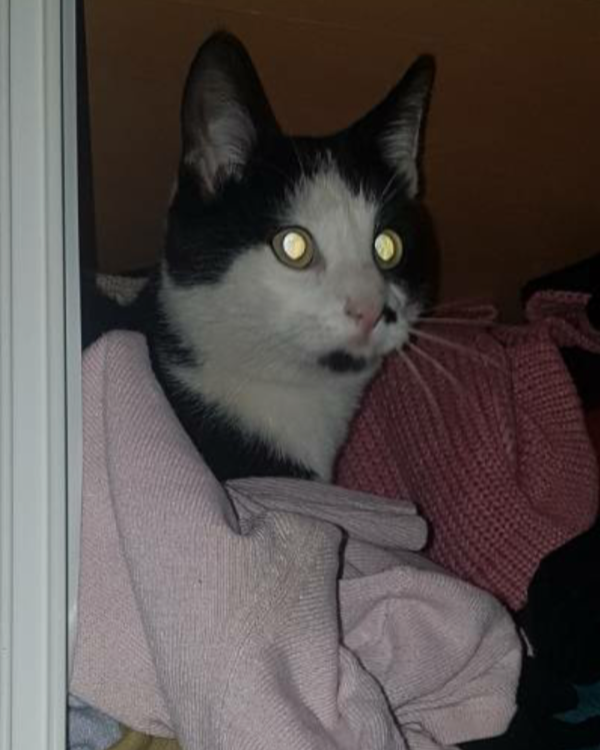 Missing Cat - Chalon-sur-Saône