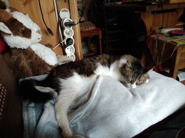 Missing Cat - Les Houches