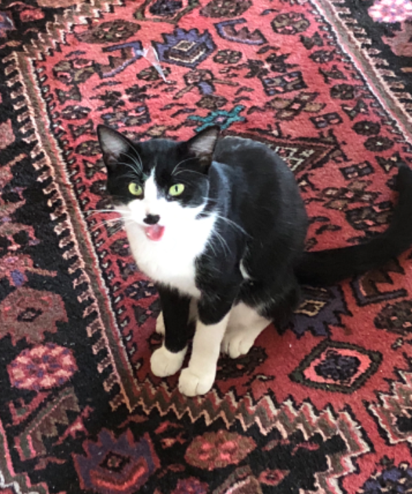 Missing Cat - Noues de Sienne