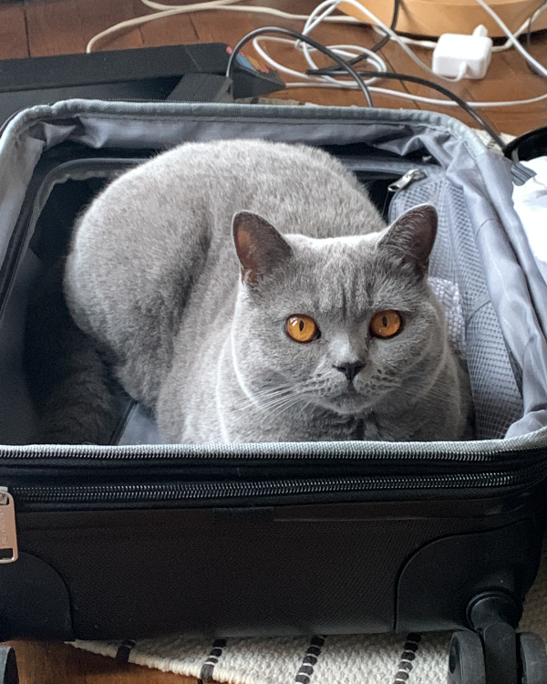 Missing Cat - Charbonnières