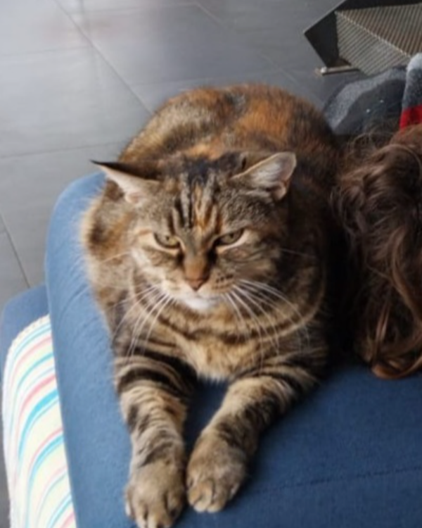 Missing Cat - Mondonville