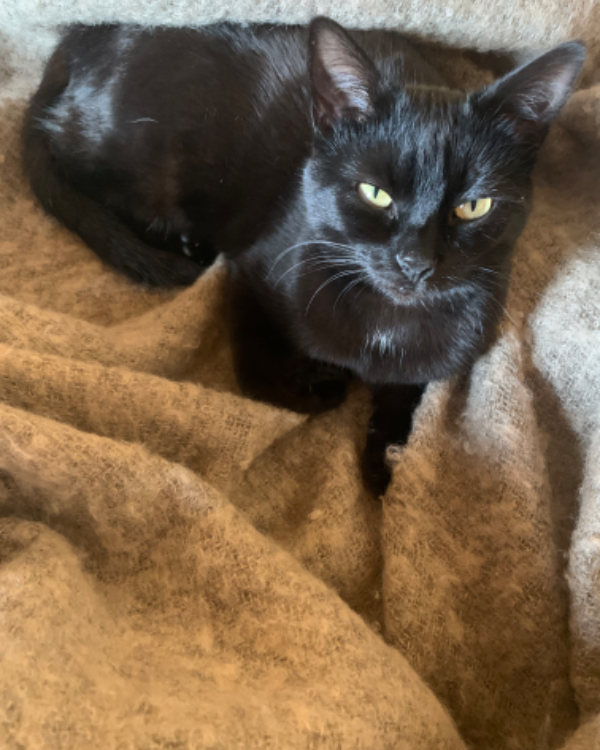 Missing Cat - La Chapelle-sur-Dun