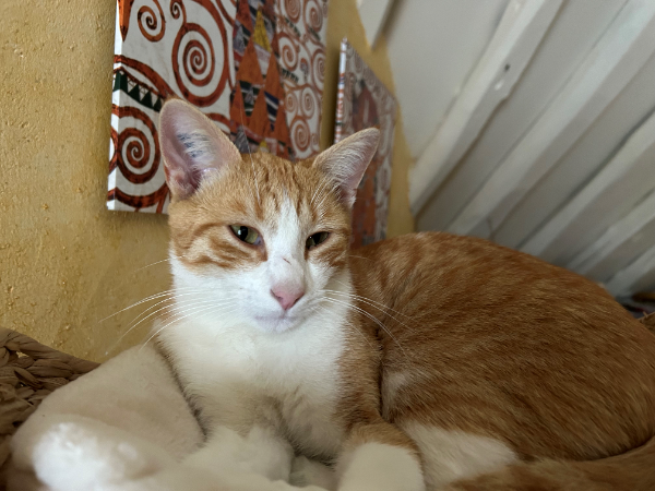 Missing Cat - Boulages