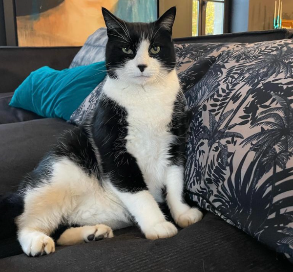 Missing Cat - Quimper