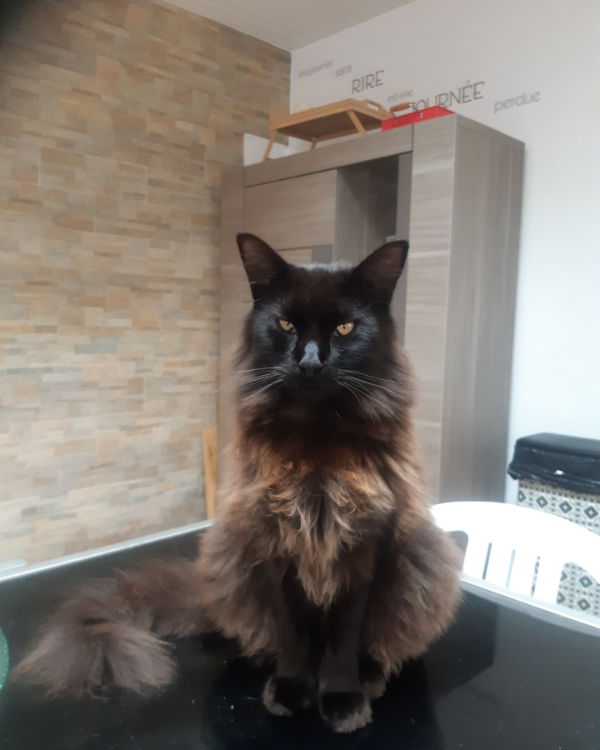 Missing Cat - Carreço