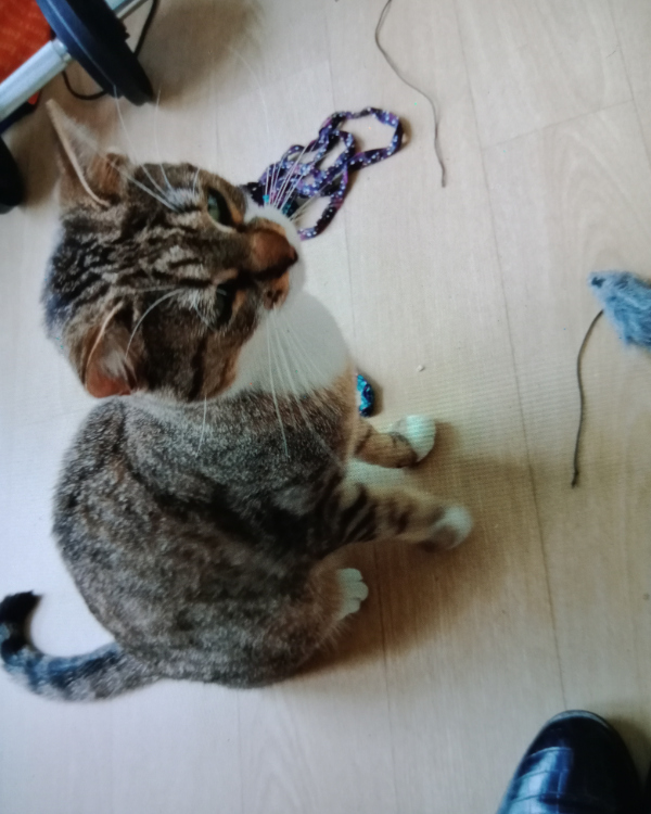 Missing Cat - Romilly-sur-Seine