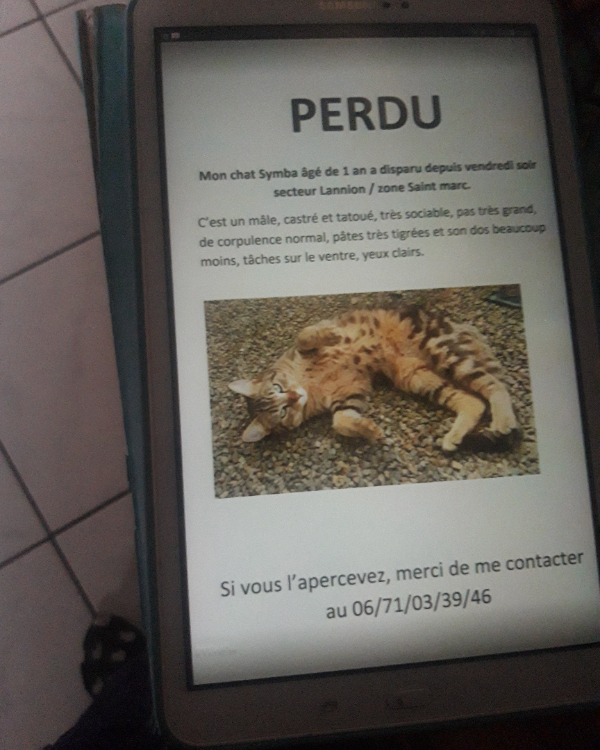 Missing Cat - Lannion