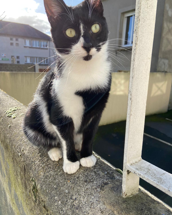 Missing Cat - Cherbourg-en-Cotentin