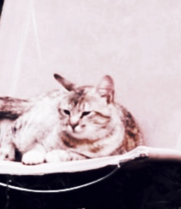 Missing Cat - Roujan