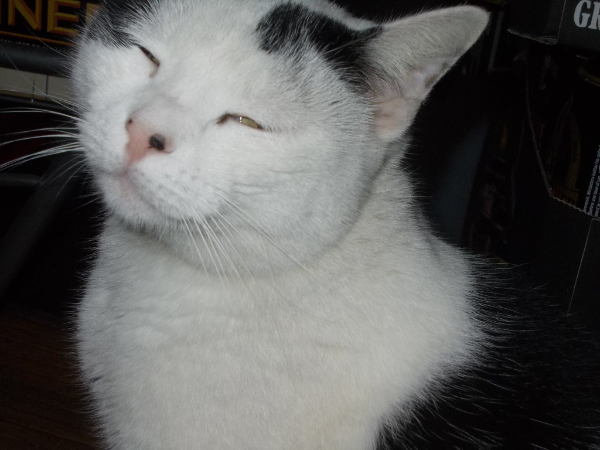 Missing Cat - Leucate