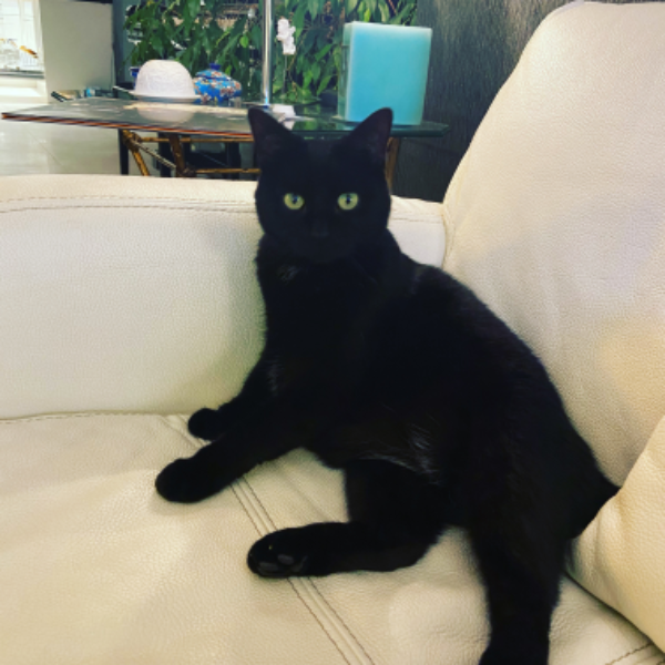 Missing Cat - Verny