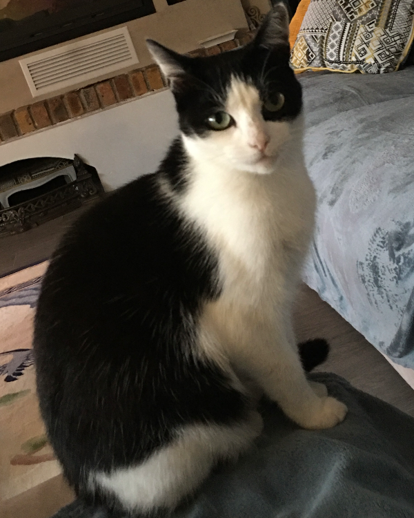 Missing Cat - Loire-Authion