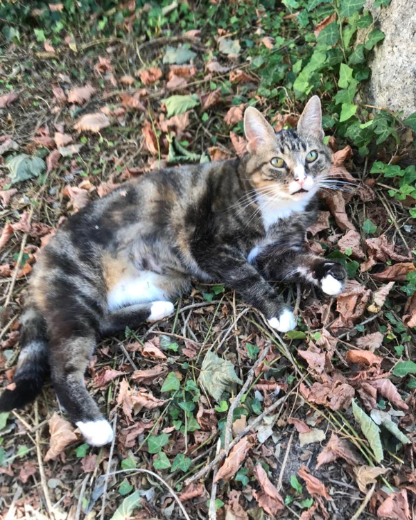 Missing Cat - Changy