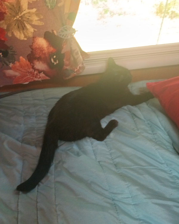 Missing Cat - Merville