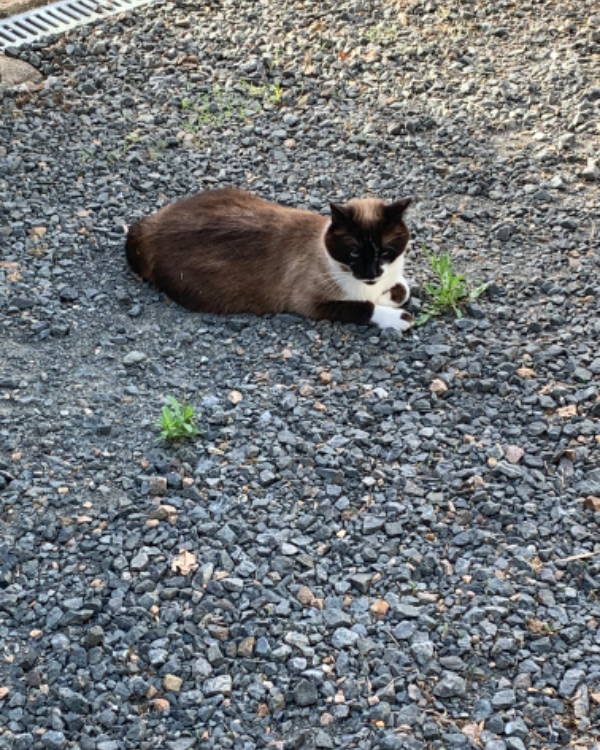 Missing Cat - La Tranche-sur-Mer