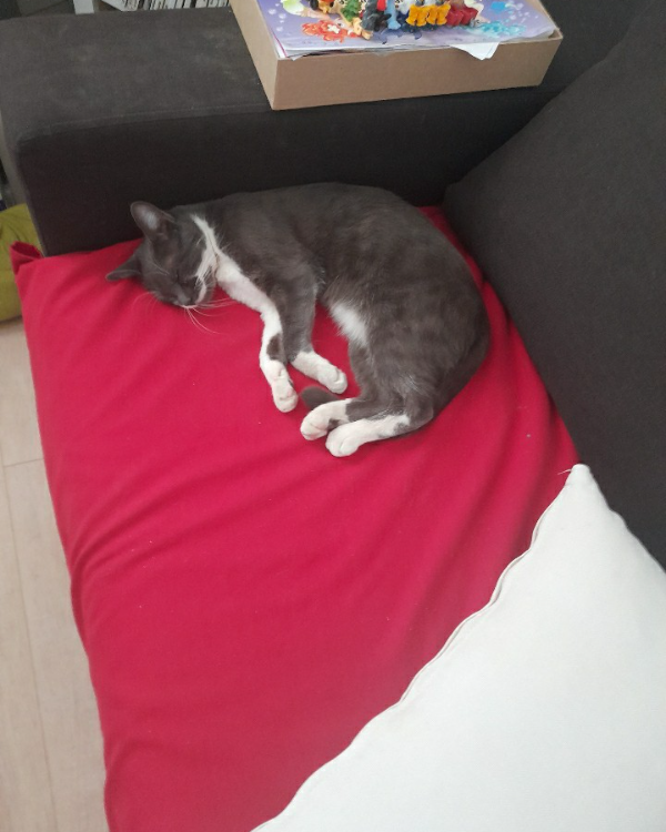 Missing Cat - Toulon