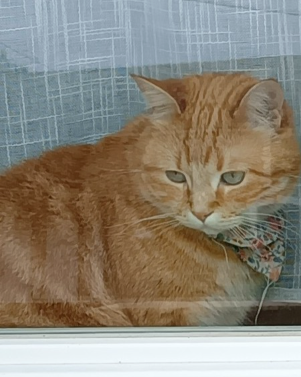 Missing Cat - Villers-le-Rond