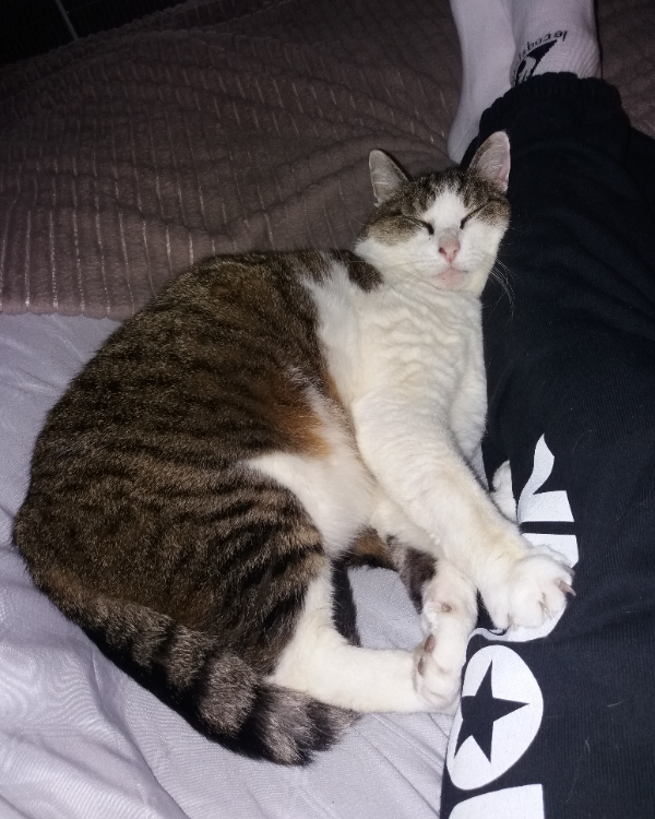 Missing Cat - Soings en Sologne 