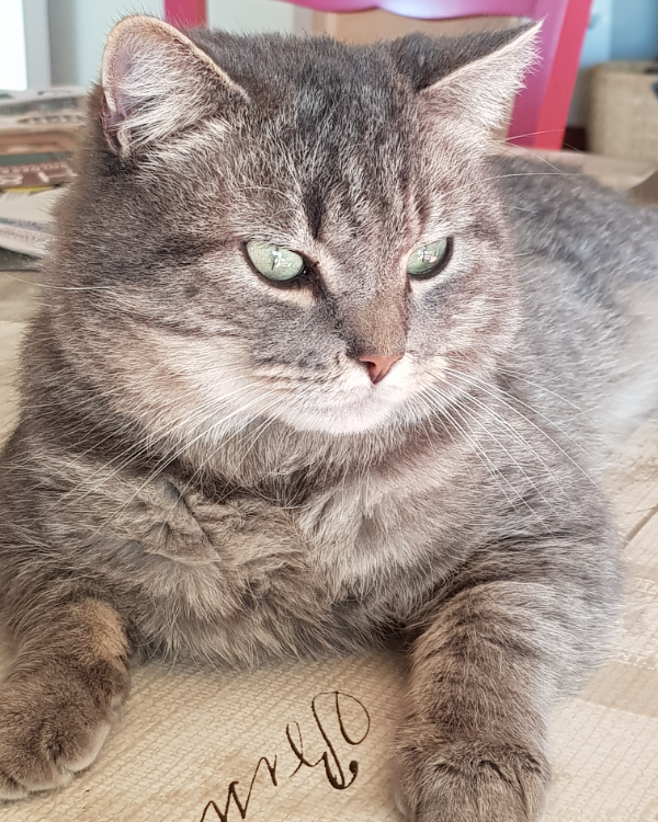 Missing Cat - Laroque-Timbaut