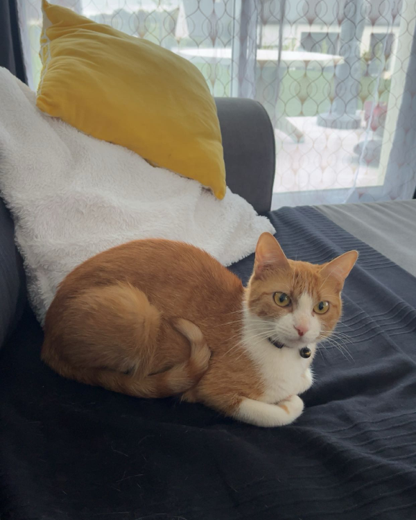 Missing Cat - Rosporden