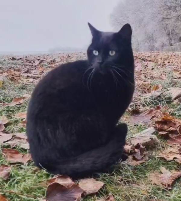 Missing Cat - Breteuil