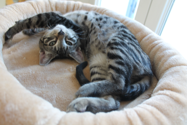 Missing Cat - Lantriac