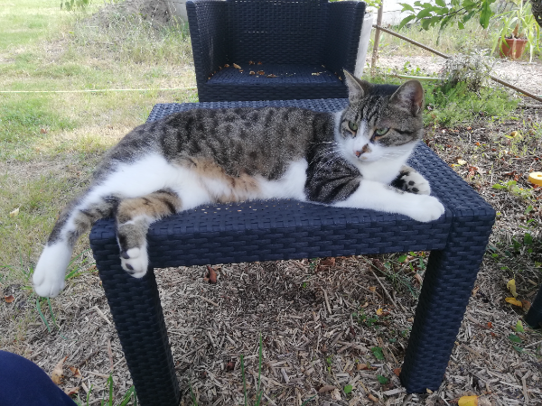 Missing Cat - Marcilly-en-Villette