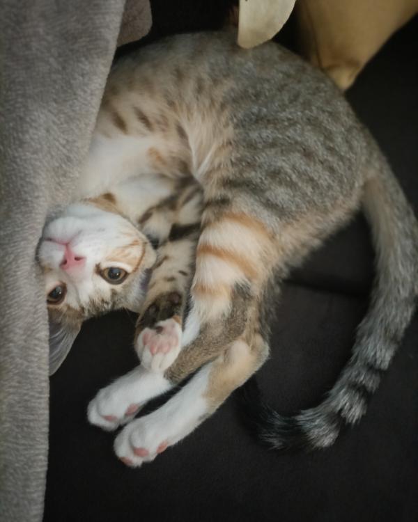 Missing Cat - Saint-Gervais-les-Bains