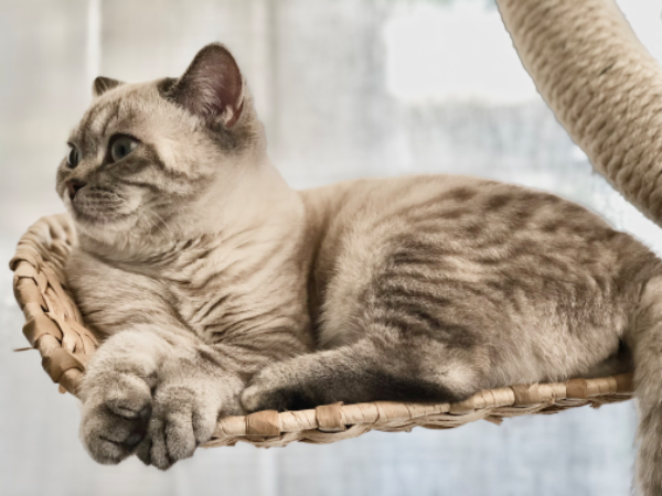 Missing Cat - Neuville-sur-Ailette