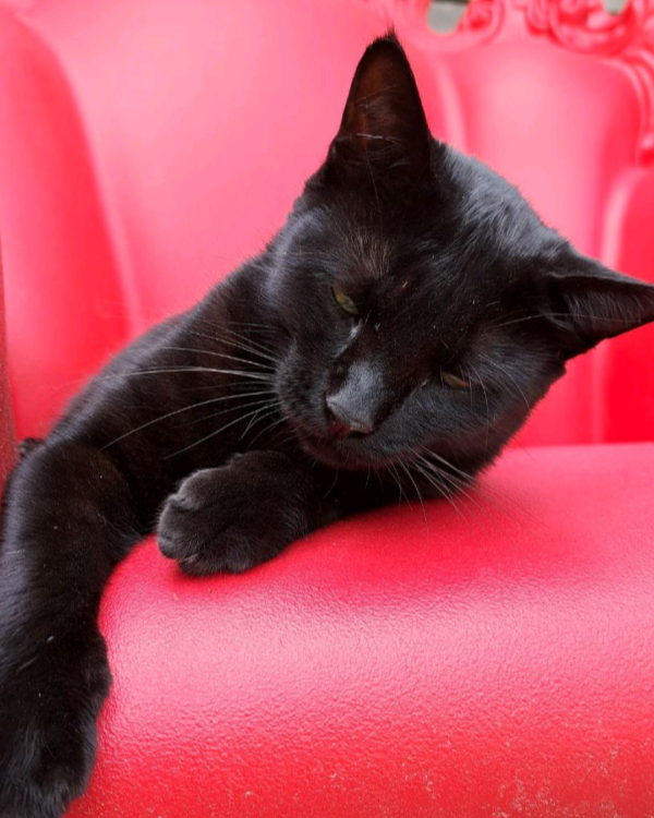 Missing Cat - Vendays-Montalivet