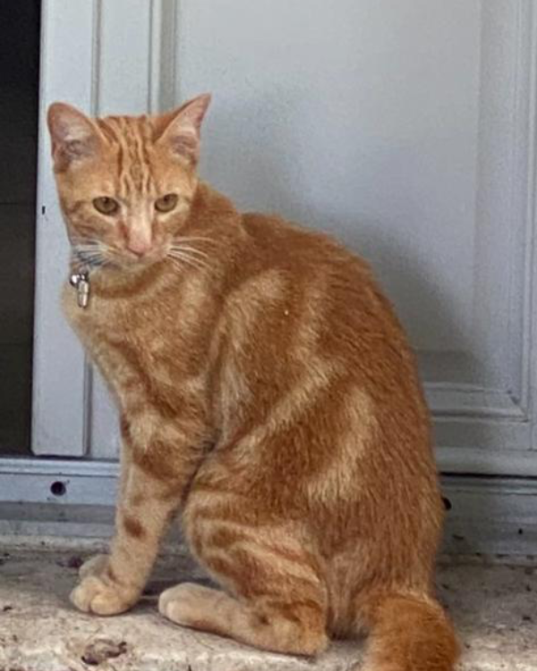 Found Cat - Le Controis-en-Sologne