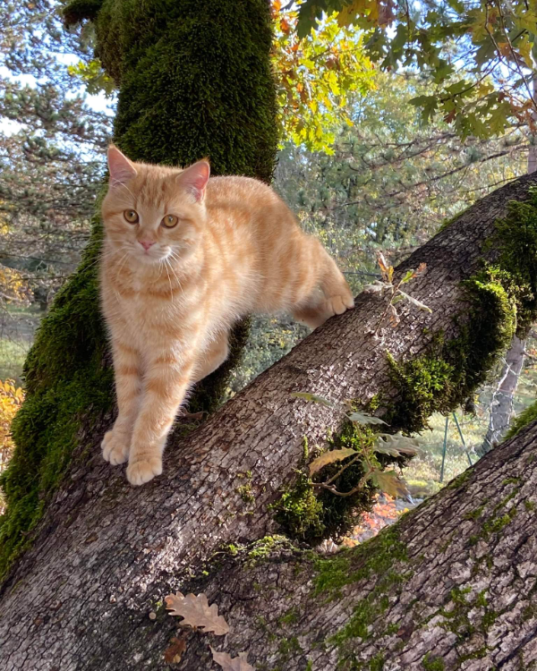 Missing Cat - Crayssac