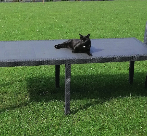 Missing Cat - Saint-Jouin