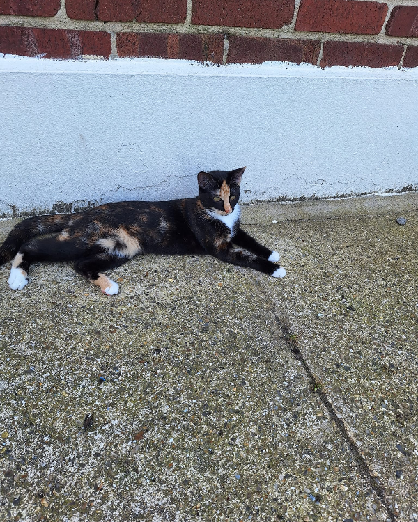 Missing Cat - Auchel