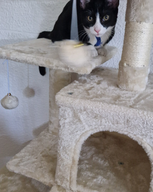 Missing Cat - Carcassonne