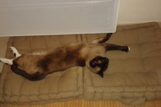 Missing Cat - Saint-Martin-des-Champs