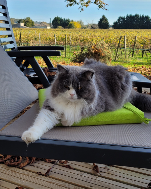 Missing Cat - Saint-Bonnet-sur-Gironde