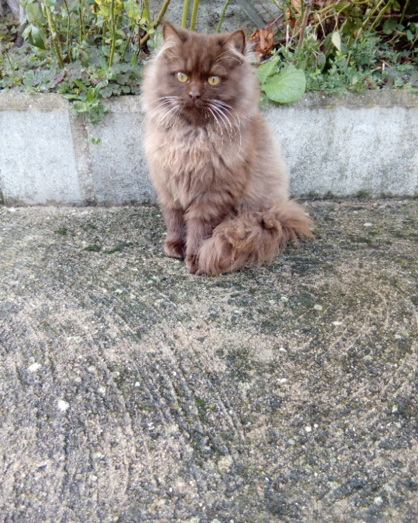 Missing Cat - Valencay