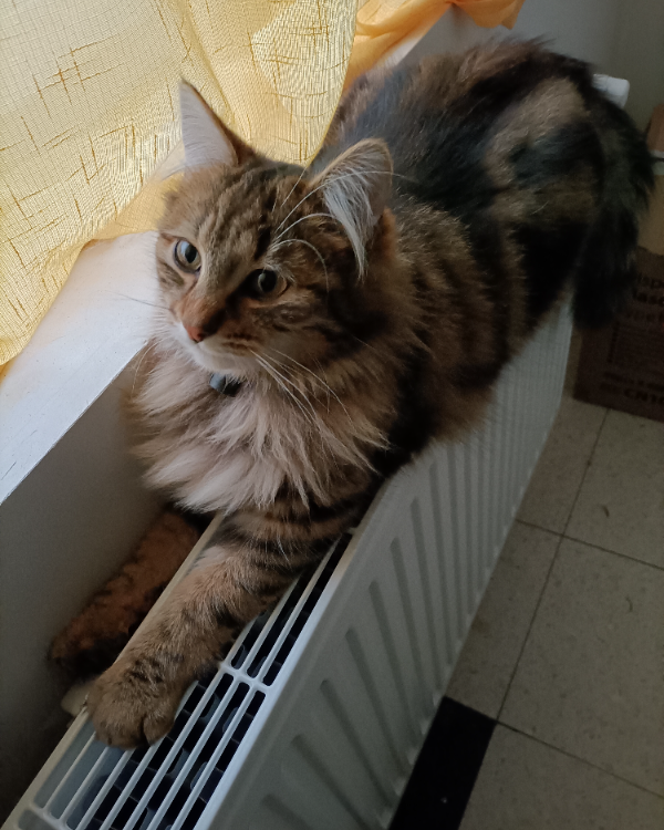 Missing Cat - Yvetot